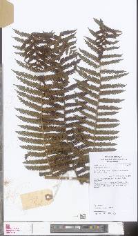 Image of Alsophila excavata