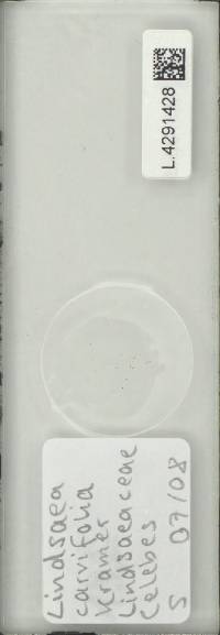 Image of Lindsaea carvifolia