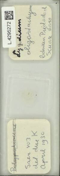 Image of Lygodium oligostachyum