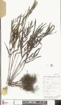 Image of Lindsaea ensifolia
