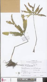 Image of Helminthostachys zeylanica