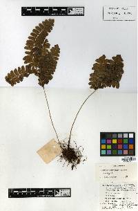 Image of Lindsaea doryphora