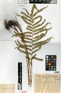 Image of Lindsaea francii
