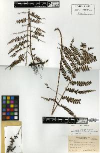 Image of Lindsaea cultrata