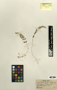 Image of Lindsaea cubensis