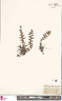 Asplenium dalhousiae image