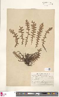 Asplenium dalhousieae image