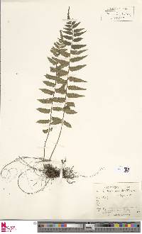 Asplenium hastatum image