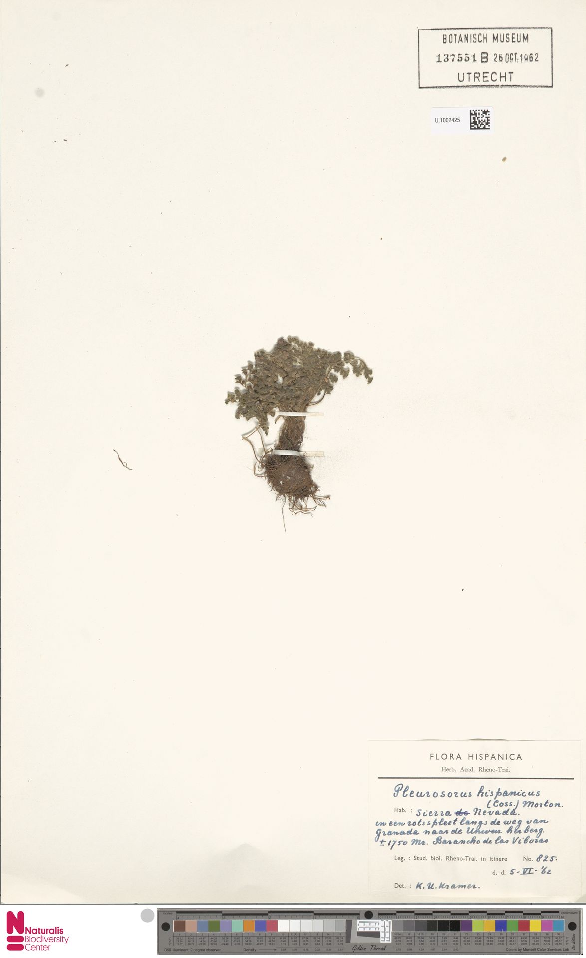 Asplenium hispanicum image