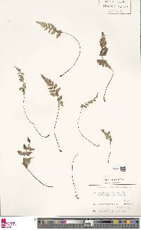 Asplenium adiantum-nigrum image