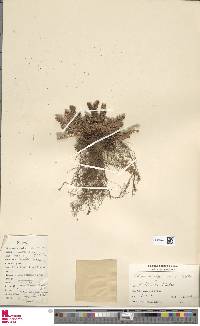 Asplenium ceterach subsp. ceterach image