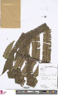 Image of Cyathea cruciata