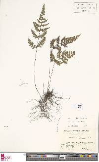 Lindsaea chienii image