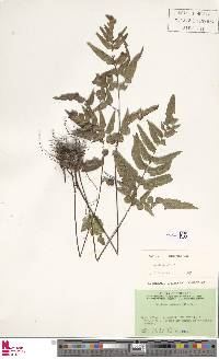 Lindsaea heterophylla image