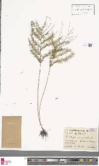 Lindsaea tenuifolia image