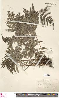 Dryopteris campyloptera image