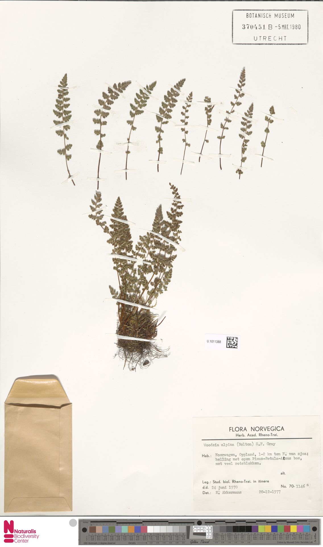 Woodsia alpina image