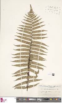 Dryopteris atrata image