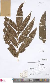 Desmophlebium lechleri image