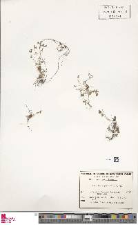 Marsilea angustifolia image