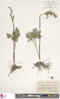 Sceptridium japonicum image
