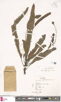 Image of Elaphoglossum alfredii