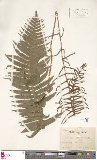Image of Plagiogyria matsumureana