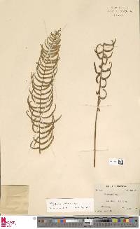 Image of Plagiogyria falcata