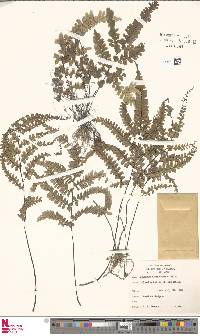 Adiantum melanoleucum image