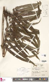 Pelazoneuron abruptum var. grande image