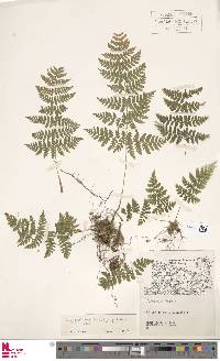 Dryopteris campyloptera image