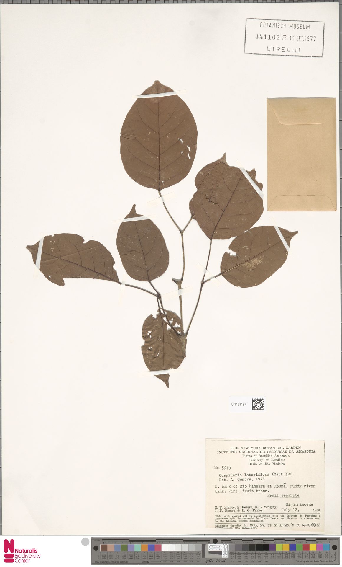 Cuspidaria lateriflora image