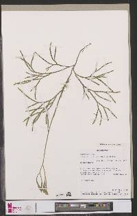 Image of Diphasiastrum zanclophyllum