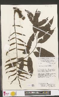 Lomariopsis rossii image