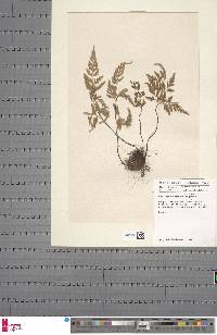 Asplenium adiantum-nigrum image