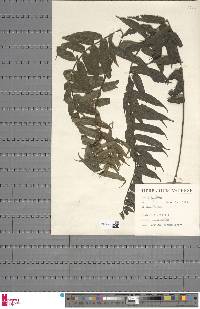 Image of Lomariopsis vestita