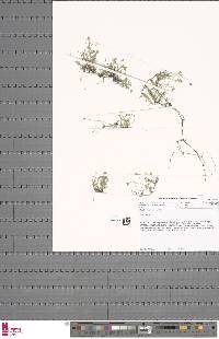 Marsilea macrocarpa image