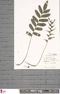 Image of Lomariopsis pollicina