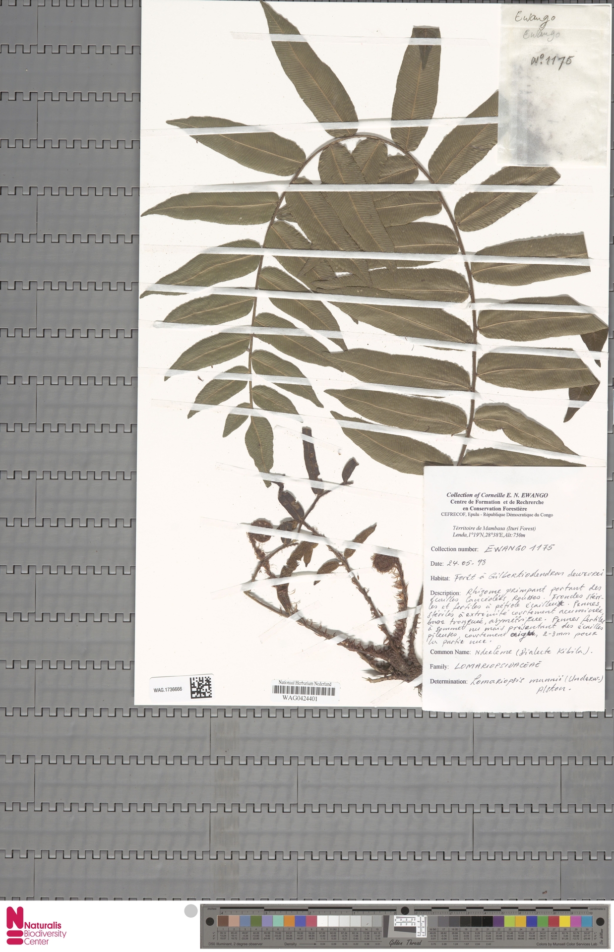 Lomariopsis mannii image