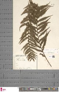 Asplenium daucifolium image