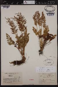 Cryptogramma acrostichoides image