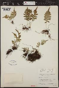 Polypodium glycyrrhiza image