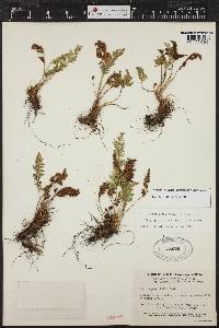 Cryptogramma acrostichoides image