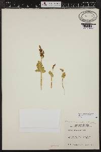 Image of Botrychium pinnatum