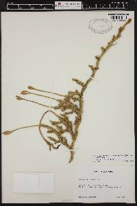 Lycopodium lagopus image