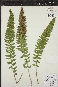 Polystichum scopulinum image