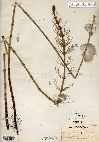 Equisetum fluviatile image