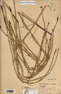 Equisetum laevigatum image