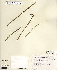 Equisetum laevigatum image