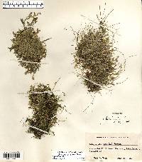 Selaginella eclipes image